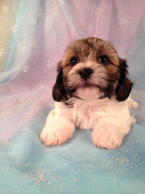 Female Teddy bear (Shih tzu Bichon) Puppy for sale #4 Born March 21st 2013|Teddy bear puppies for sale in Illinois can run double Purebredpups price